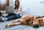 The Top 10 Dog Tech Gifts For 2023 - IT WIFI Blog