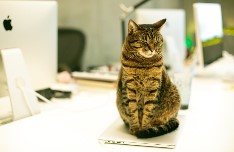 Top 10 Cat Tech Gifts Ideas for 2023 - IT WIFI Blog